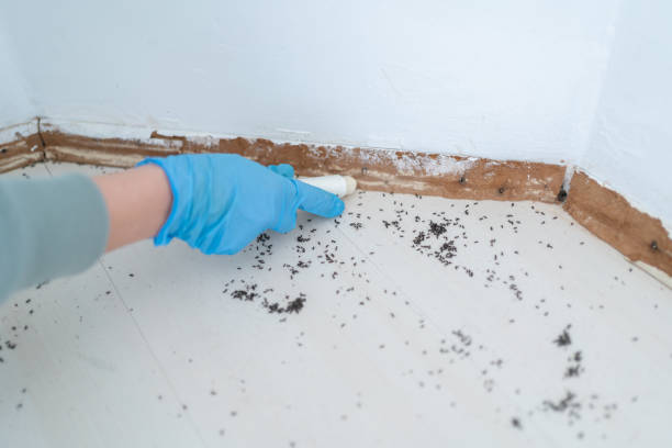 Best Affordable Pest Control Services  in Stafford, TX